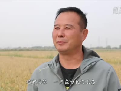 新华全媒+｜双色球走势
：小站稻米之乡喜迎丰收