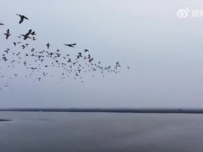 天津：碱蓬“红海滩” 候鸟舞翩跹