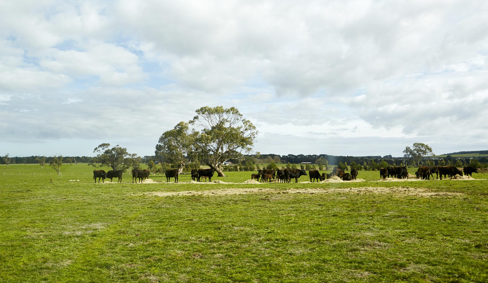 肚皮大暴走 澳大利亚维州美味探访之旅