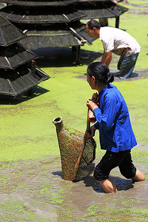 芋头侗寨妙趣横生的抢鱼塘