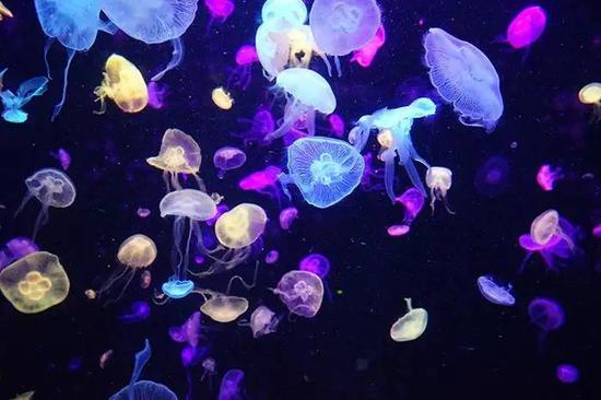 据说这是世界上最大的水母展区，晶莹剔透的水母在光照下特别美