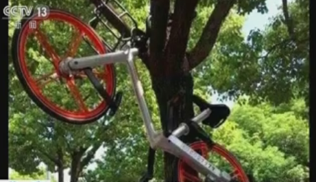 被挂在树上的共享单车