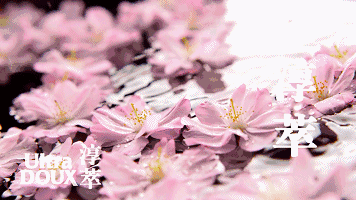 四月 踏青赏樱好时节