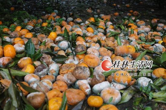 广西1\/4的鲜果烂在中间环节