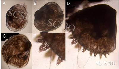 A：刚形成的稚贝，B：单水管稚贝，C：外套膜二触手稚贝，D：外套膜多触手稚贝，E：外套膜触手