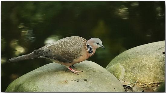 英国布谷鸟迁徙路线受阻困难重重|布谷鸟