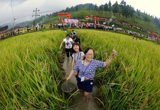 9月4日，游客在稻田里体验捉鱼的乐趣。