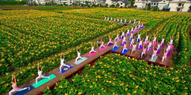 郴州市北湖区向日葵花海中上演美女瑜伽秀