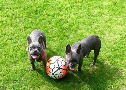 逗妹吐槽:梅西C罗爱犬大比拼 许家印欲全华班