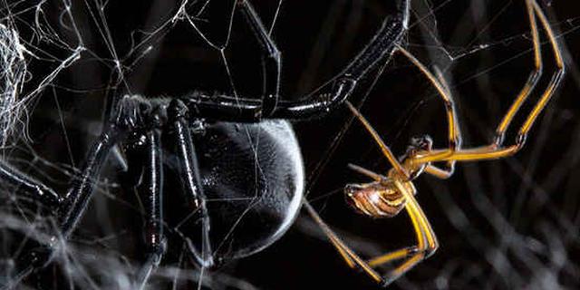 动物古怪求偶和交配方式：黑寡妇蜘蛛摇摆或者被吃