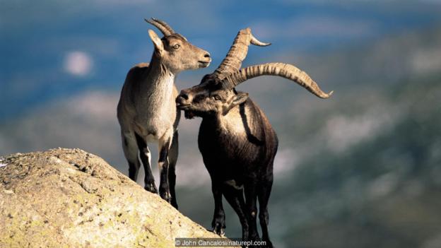 图为与布卡多山羊亲缘关系最近的西班牙山羊（Iberian ibex）。