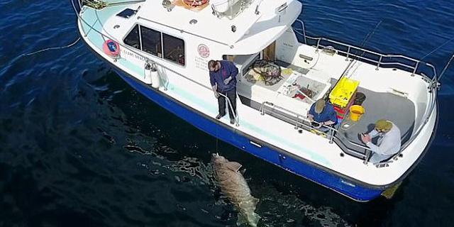 厉害了！渔民捕欧洲最大鲨鱼：重达680公斤被放生