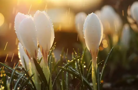 月经淋漓总不干净,多是因为啥?|月经|劳累|炎症