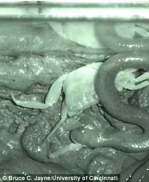 杰勒德水蛇其实是非常挑剔的捕食者，只捕食那些刚刚蜕壳，体型较大的螃蟹。