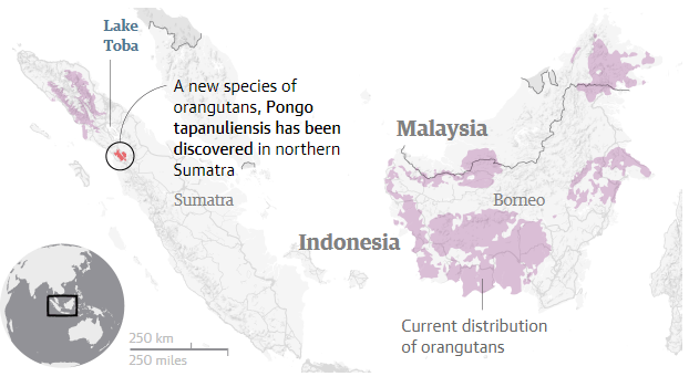 科学家在印度尼西亚苏门答腊岛北部（圆圈处）发现了新的猩猩物种——达班努里猩猩。