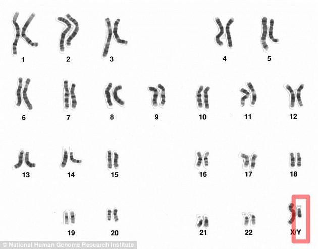 Y染色体为性染色体之一，负责决定后代性别，但它的体积正不断缩小，未来甚至有消失的可能。