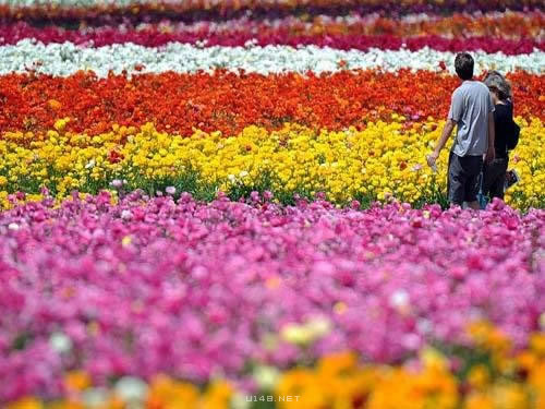 卡尔斯班花海