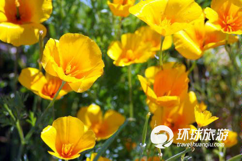 亚利桑那南部的野花