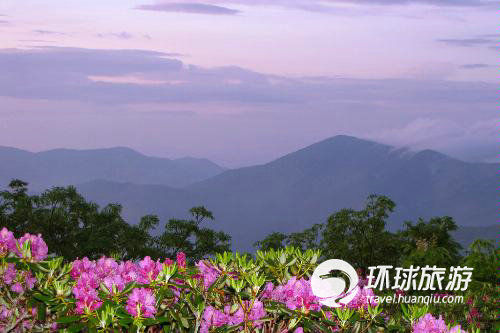 北卡罗莱纳州的杜鹃花