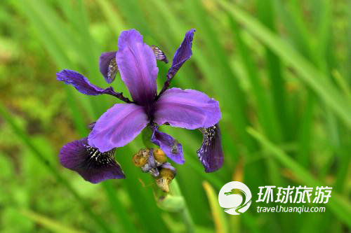 不丹的兰花