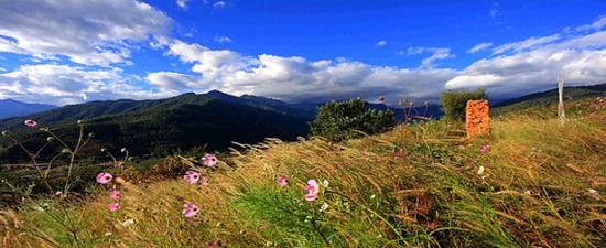 开满野花的原野