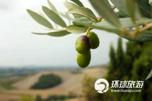 橄榄树