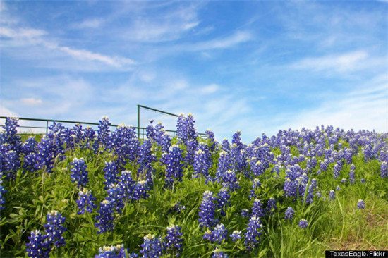 观花道(Bluebonnet Trail,德克萨斯州)