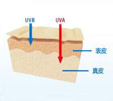 认识UV家族