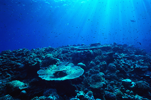 深海人口_深海恐惧症