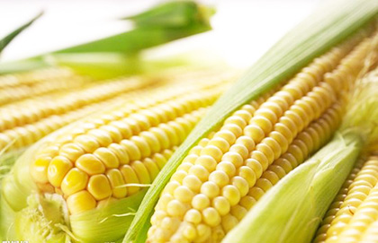 外表如金越煮越香 街头玉米香精水泡熟|香精|玉