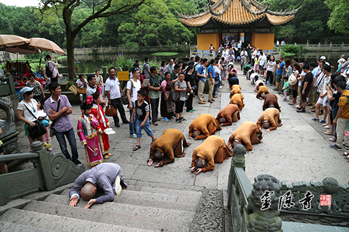 光泉大和尚率众三步一拜朝圣普陀山