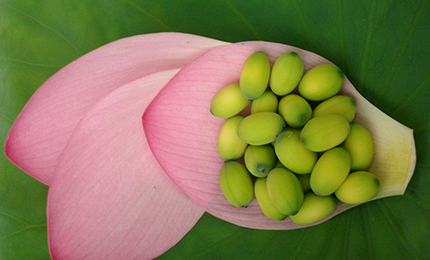 夏季心火旺，适当“吃苦”能去火