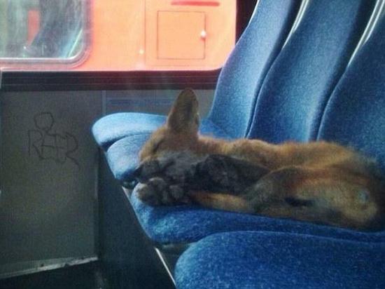 加拿大狐狸公交车上公然酣睡照走红网络