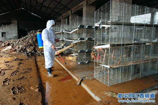 7月26日，江西省九江县新合镇杨桥村卫生所防疫人员对刚退水的养殖场进行消毒。