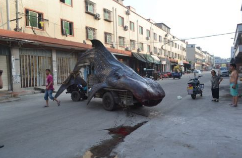 福建石狮渔民误捕巨型鲸鲨被切割