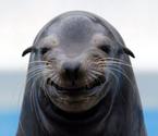 摄影师捕捉海豹“微笑”