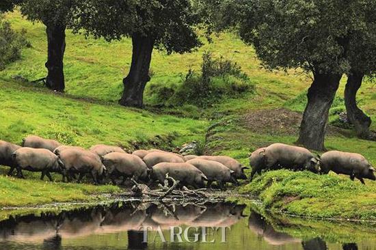 西班牙火腿:最伟大的味道全都关乎时间 |火腿|西