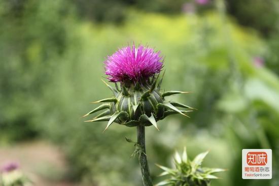 奶蓟草 大师的私房解酒药