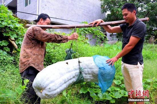 福建蕉城一农户种出173.5斤巨型冬瓜(图)