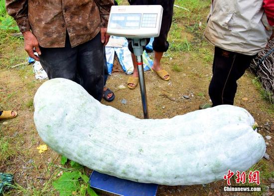 福建蕉城一农户种出173.5斤巨型冬瓜(图)