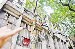 一截树干从红圈处断裂