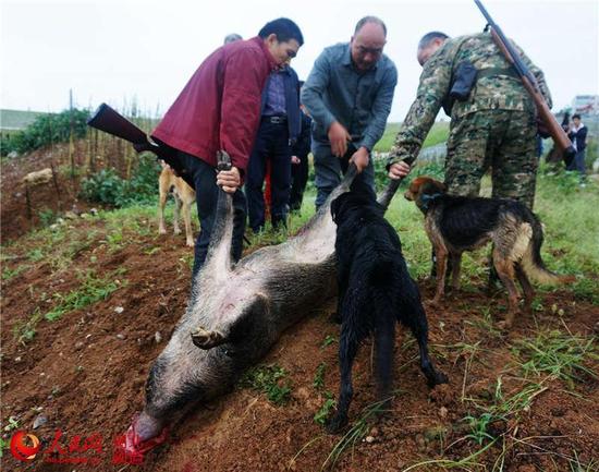 图为被击毙的野猪被装上车。