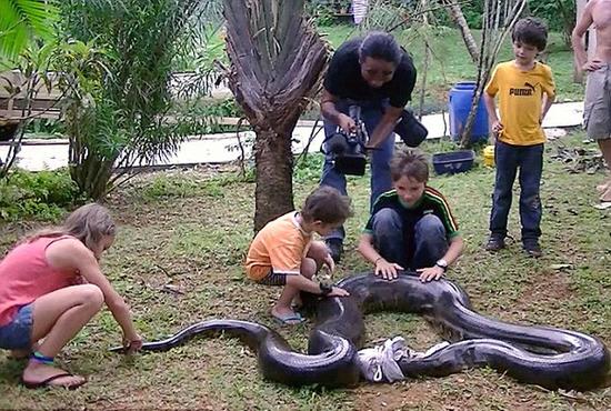 圭亚那教师捕获巨型蟒蛇 3名壮汉肩扛手提