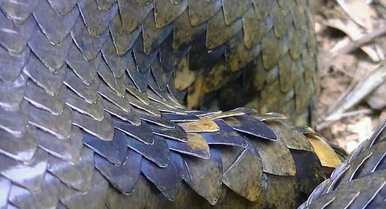 圭亚那教师捕获巨型蟒蛇 3名壮汉肩扛手提