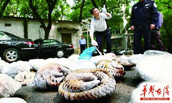 2013年4月16日，省森林公安局民警展示缴获的熊掌、穿山甲等赃物。 (资料图片) 记者 赵持 摄