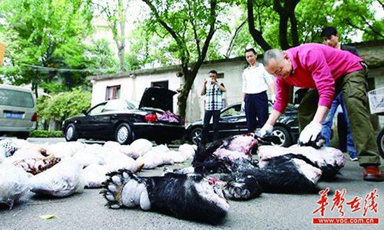 2013年4月16日，省森林公安局民警展示缴获的熊掌、穿山甲等赃物。 (资料图片) 记者 赵持 摄