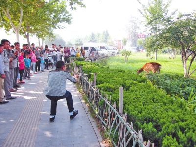 工作人员悄悄走近梅花鹿,准备发射麻醉针