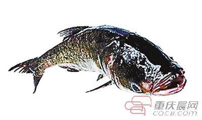 鲤鱼