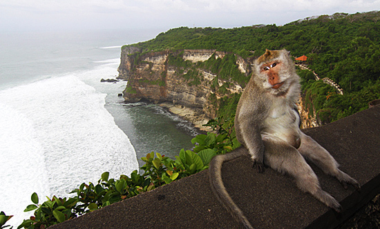 印度尼西亚巴厘岛断崖庙(Uluwatu Temple)的猴子们便以偷窃游客物品而臭名昭著