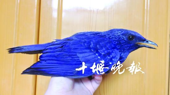 蓝色怪鸟